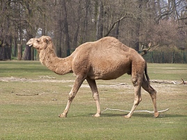Camelus_dromedarius_at_Tierpark_Berlin_(1)